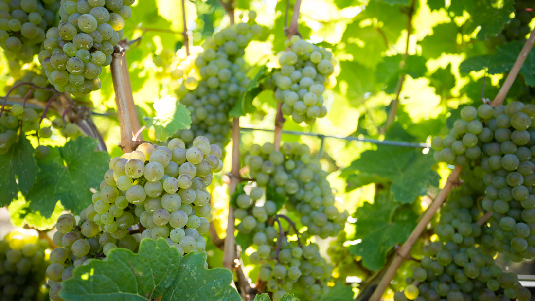 Sauvignon Blanc Showdown: French Tradition vs. Napa Valley Innovation