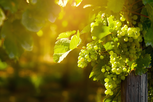 Luck in Every Sip: Best Wines for St. Patrick’s Day