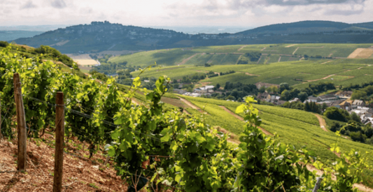 Sancerre vs Sauvignon Blanc: A Guide to French White Wines